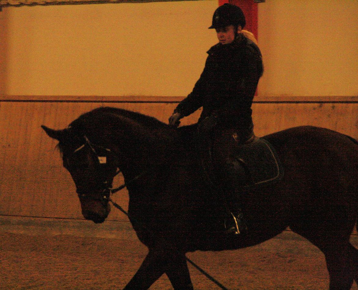 Dansk Varmblod Pauline Byhøj billede 16