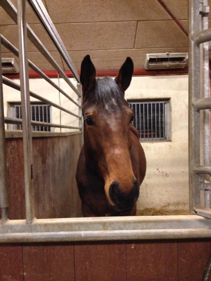 Dansk Varmblod Pauline Byhøj - Første dag med hende <3 billede 9