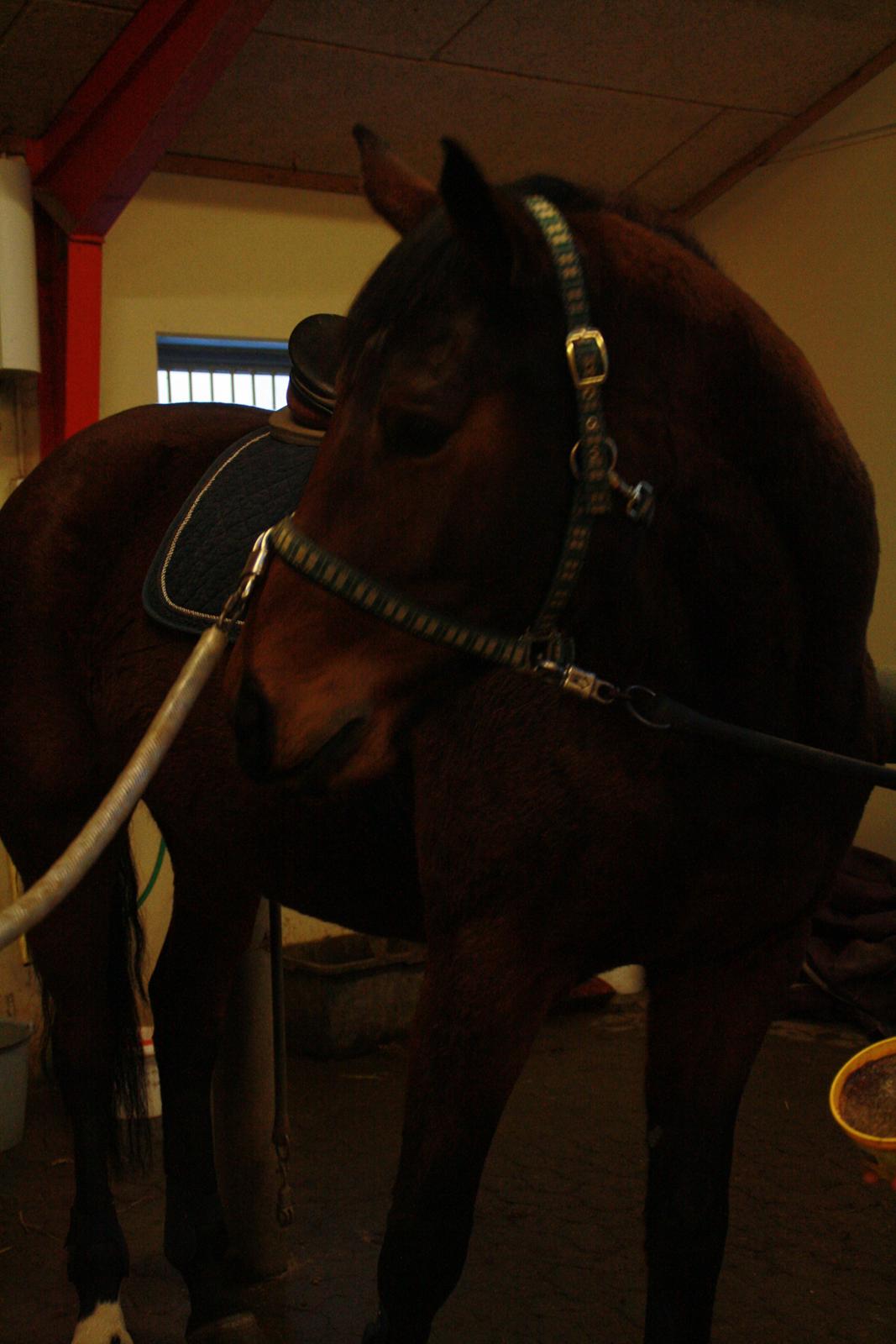 Dansk Varmblod Pauline Byhøj - dejlige hest <3 billede 18