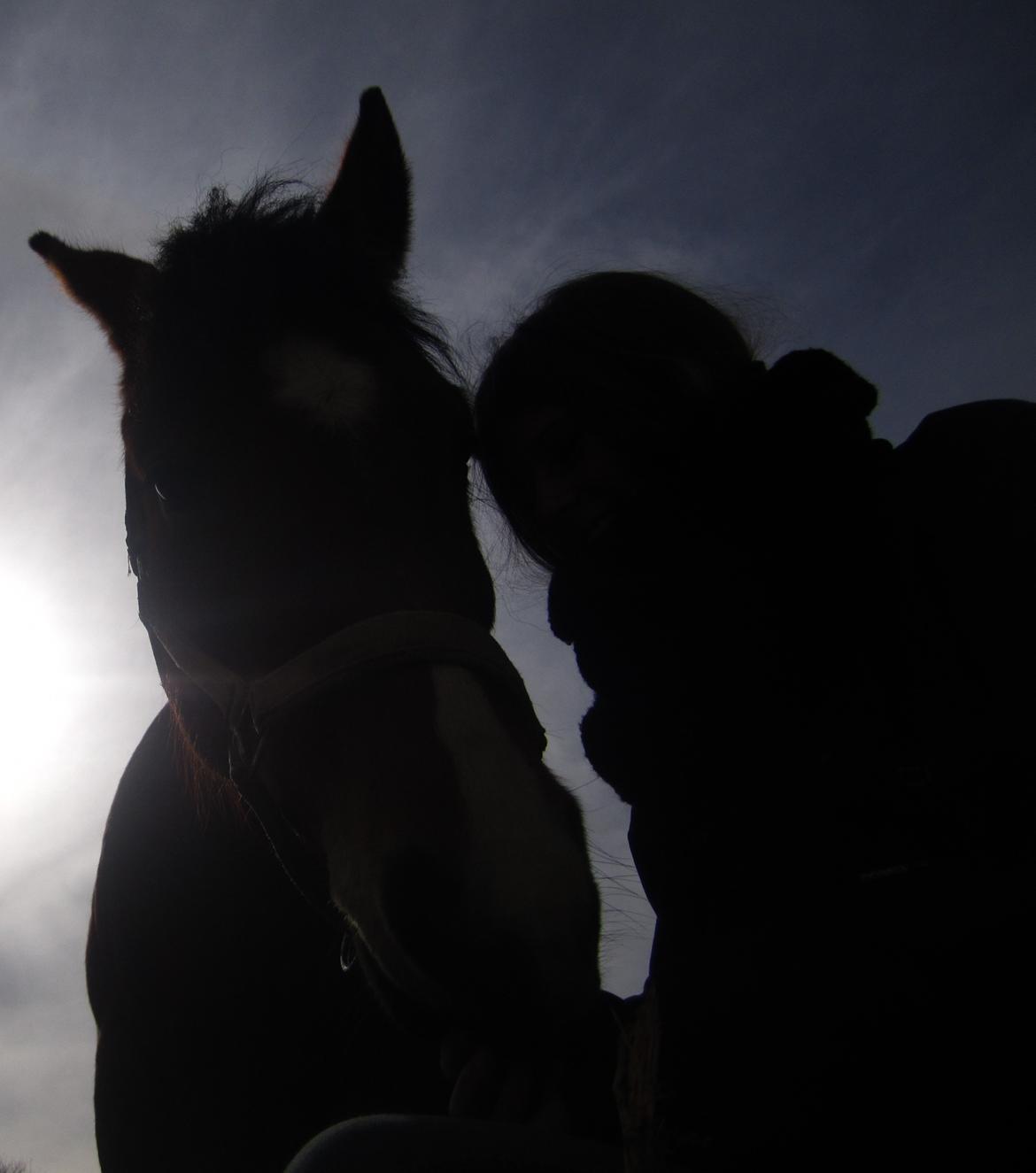 Anden særlig race Juncker. - <3 Jeg har en dejlig hest! billede 13