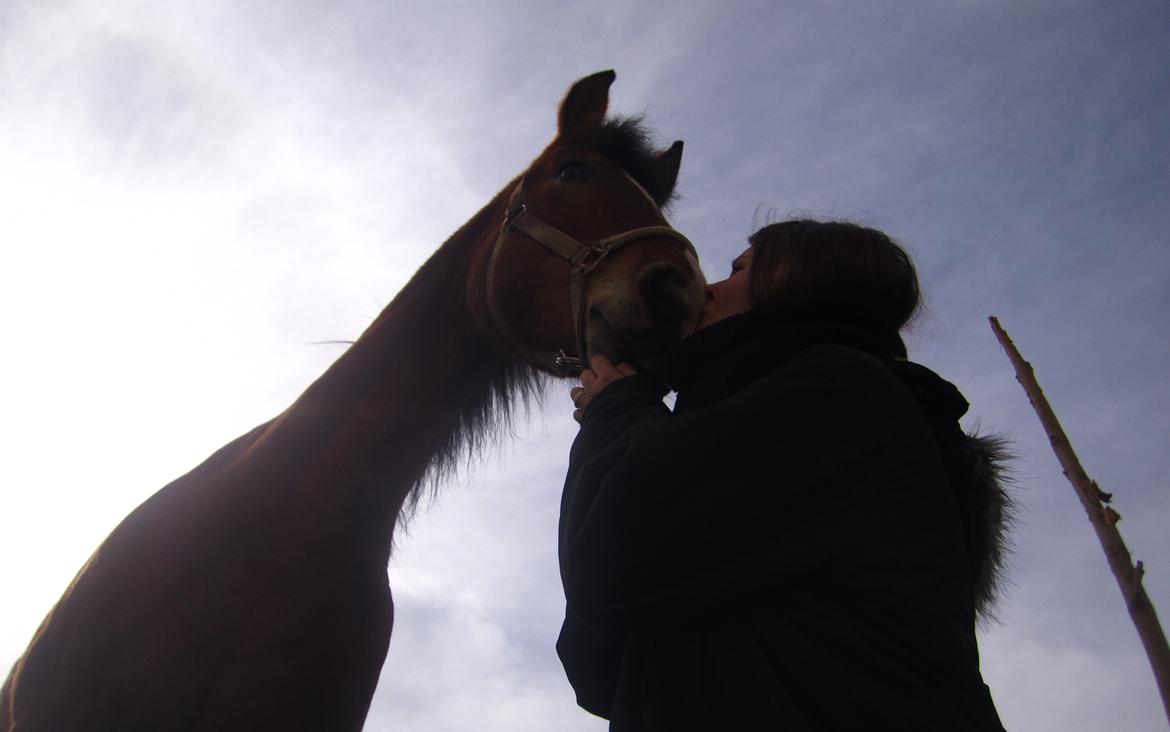 Anden særlig race Juncker. - Det dyrebareste!  billede 9