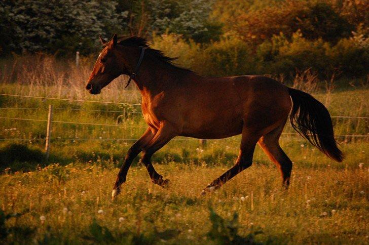 Pinto Jacki Højgård (DAMPBARNET) - Dampbarnet 2 år.. Verdens smukkeste hest <3 billede 26