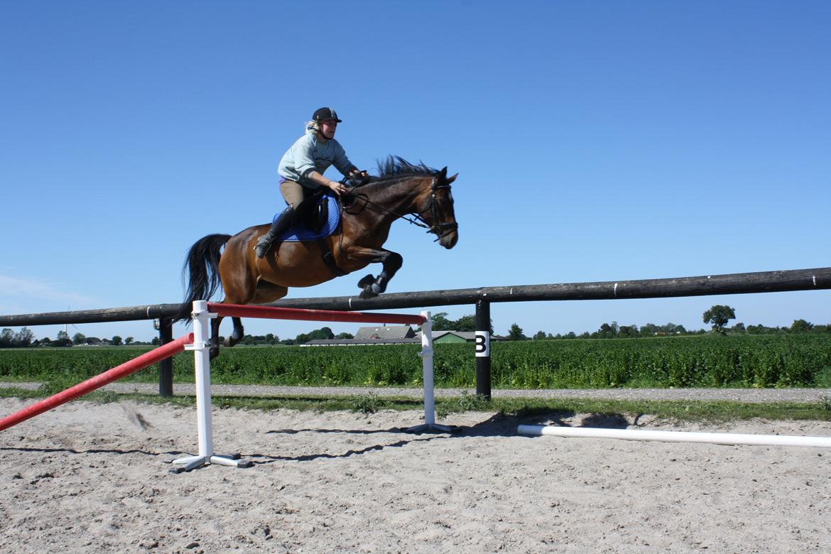 Pinto Jacki Højgård (DAMPBARNET) - 120 cm. billede 9