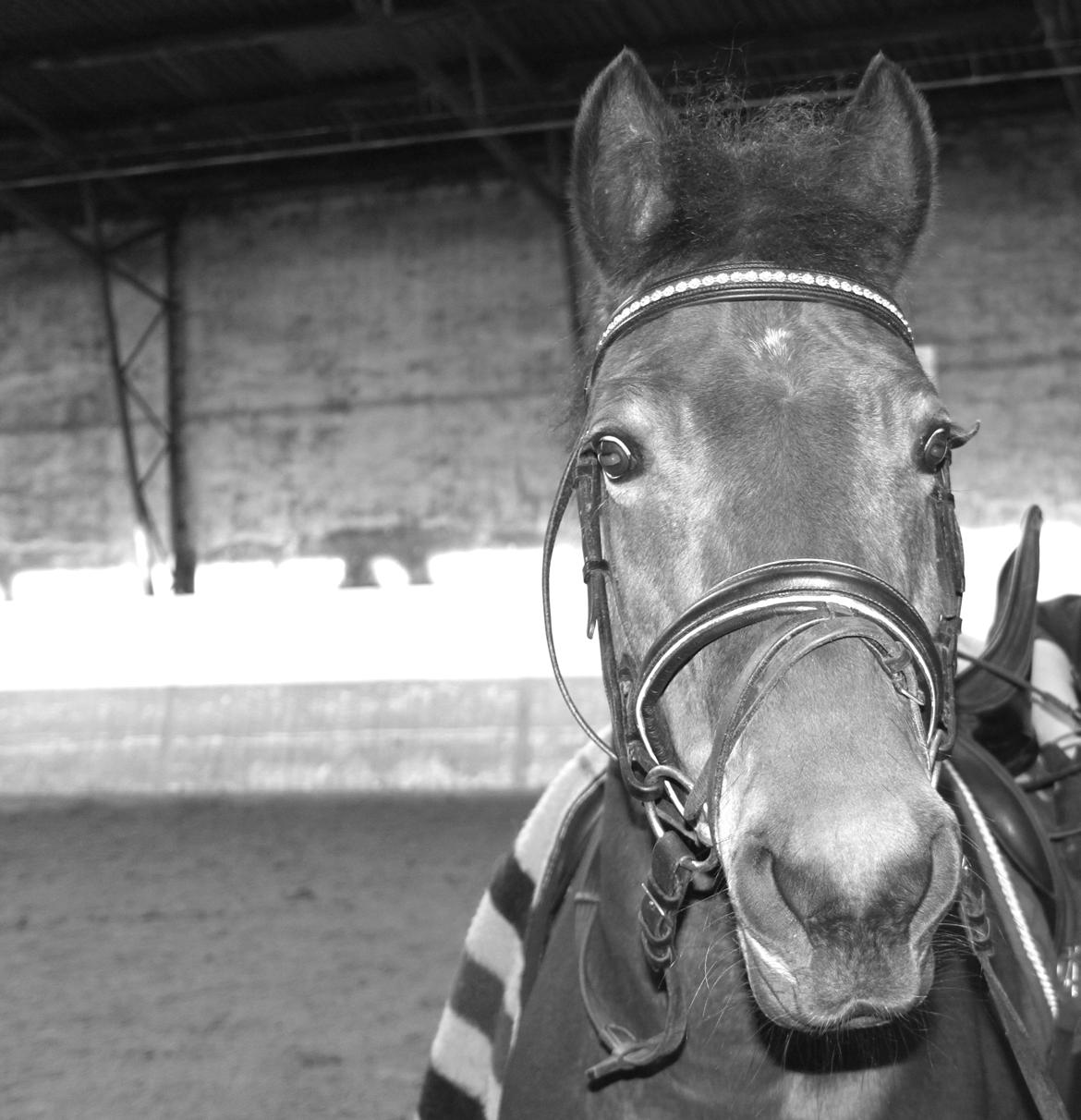 Anden særlig race Minnie - -taget af Astrid Dittmer<3 billede 12