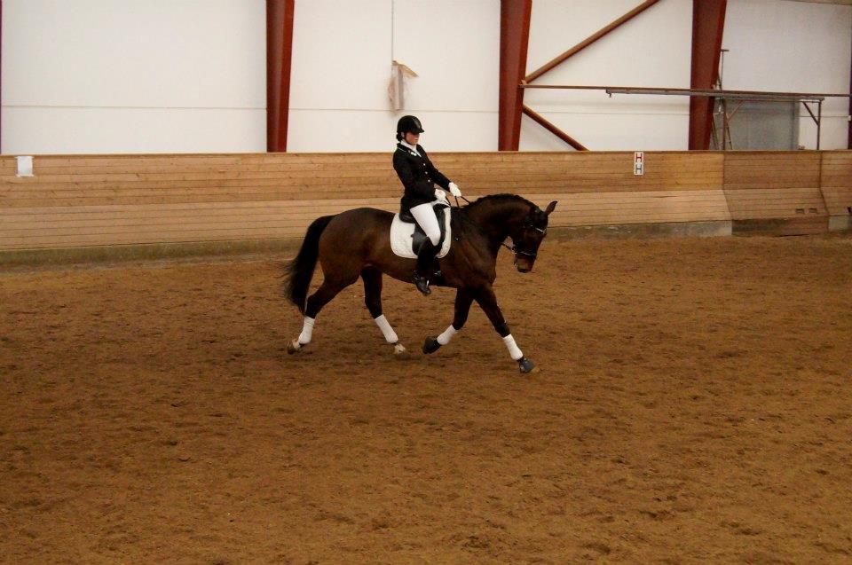 Dansk Varmblod Capriolé billede 2