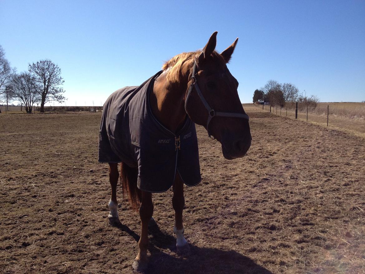 Dansk Varmblod Delight billede 12