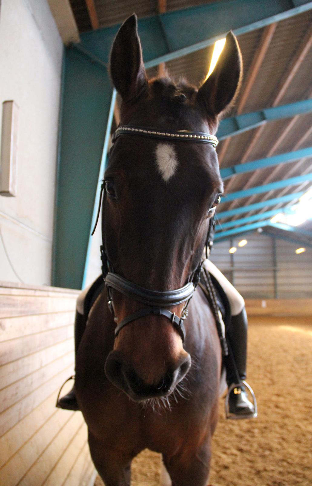 Holstener Monokrat Essenbæk - Monty - Monty er top lækker til stævne i Billund billede 16