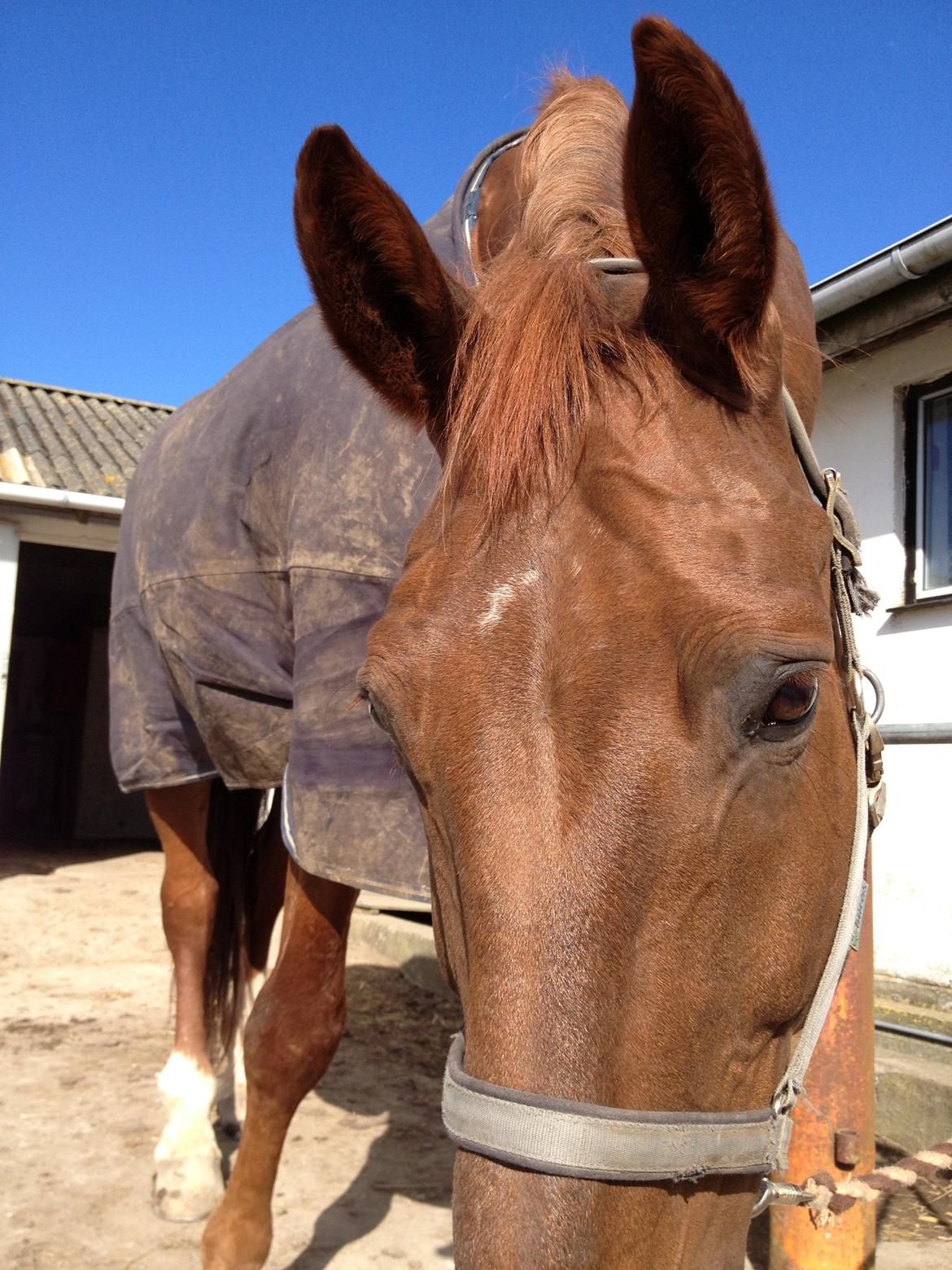 Dansk Varmblod Delight billede 7