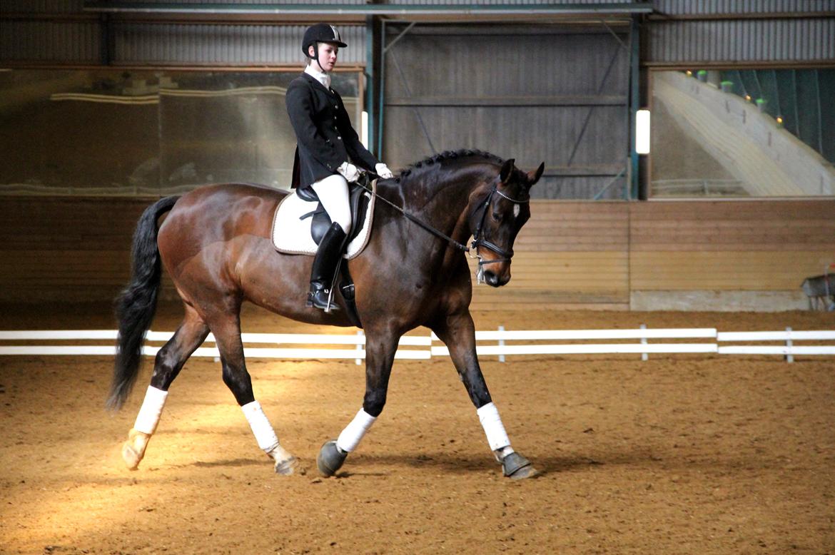 Holstener Monokrat Essenbæk - Monty - Første stævne, i en LB3 :) billede 17