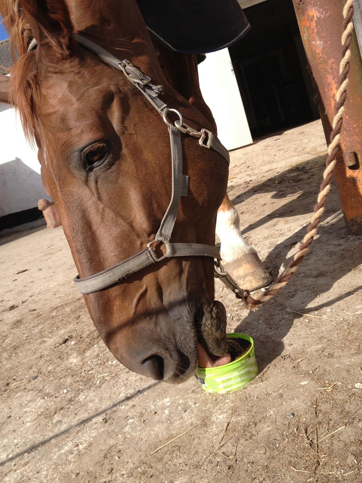 Dansk Varmblod Delight billede 13