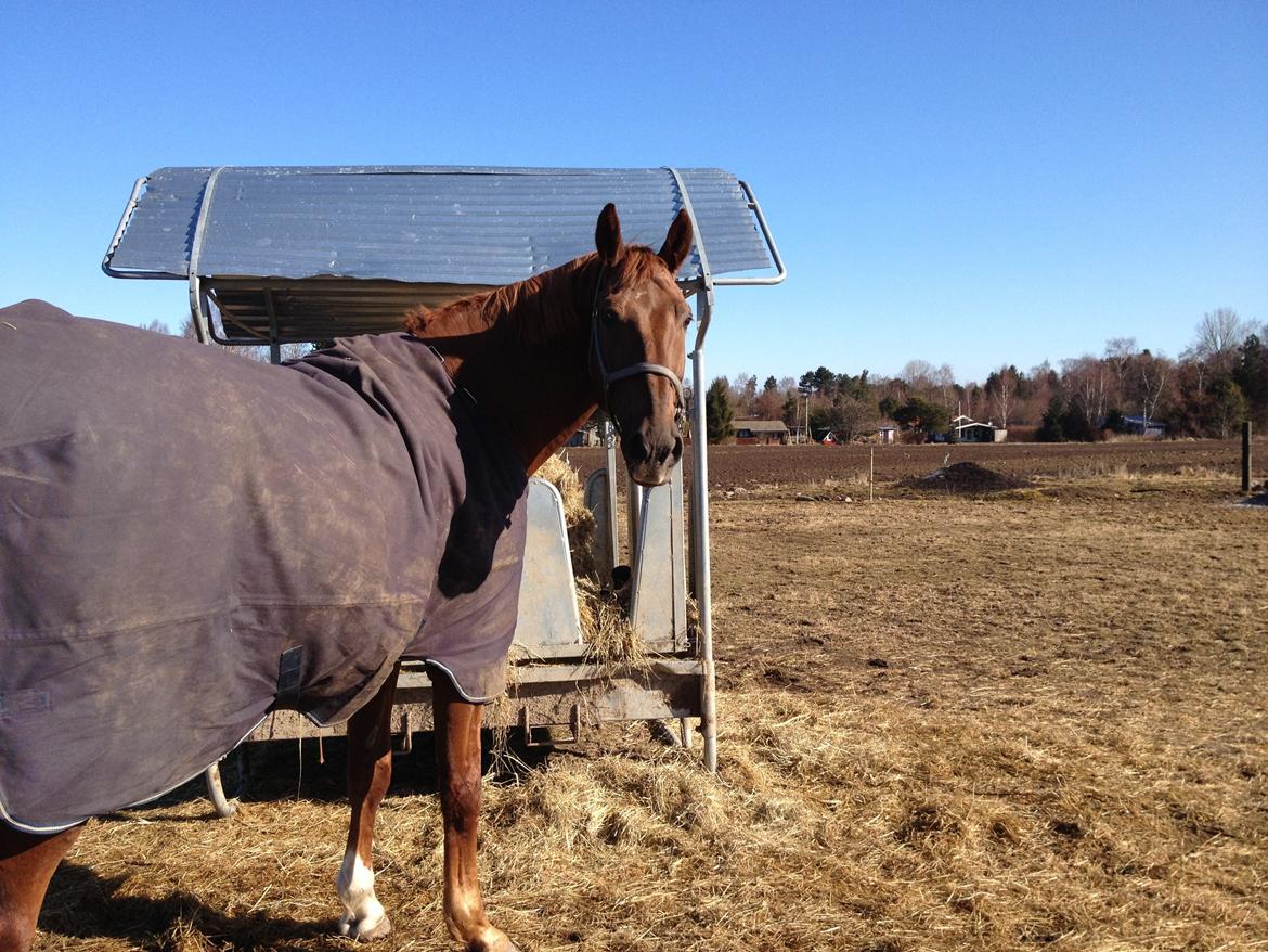 Dansk Varmblod Delight billede 17