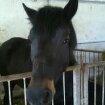 New Forest Miss bella R.I.P billede 2