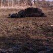 New Forest Miss bella R.I.P billede 11