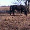 New Forest Miss bella R.I.P billede 12