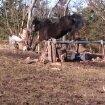 New Forest Miss bella R.I.P billede 5