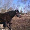 New Forest Miss bella R.I.P billede 7