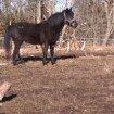 New Forest Miss bella R.I.P billede 6
