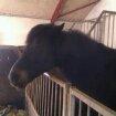 New Forest Miss bella R.I.P billede 4