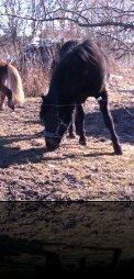 New Forest Miss bella R.I.P billede 3