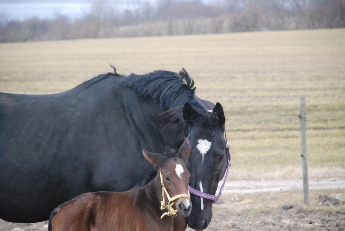 Hannoveraner Bielfire Choice (solgt)   - Mine 2 ynglingspiger
10 timer billede 4
