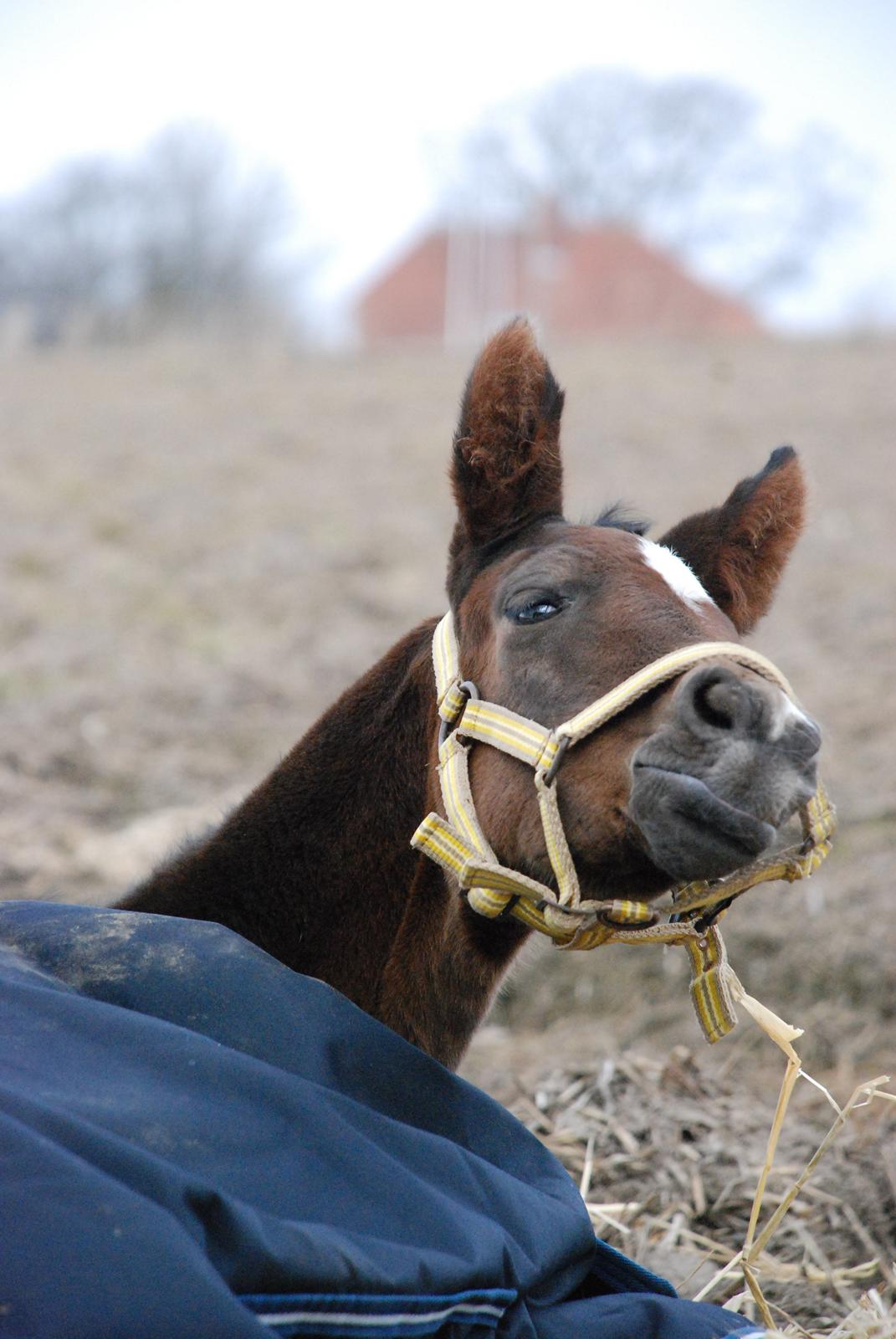 Hannoveraner Bielfire Choice (solgt)   - Halooo... Jeg ligger lige og sover!!! billede 3