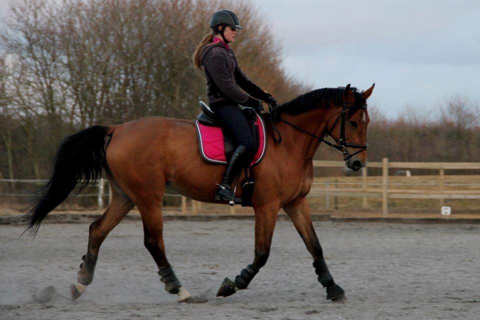 Anden særlig race Santina - dressur træning (2013) billede 11