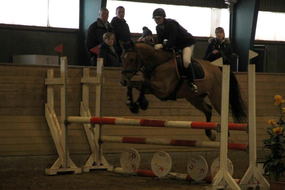 Anden særlig race Santina - stævne i billund (2013) billede 15