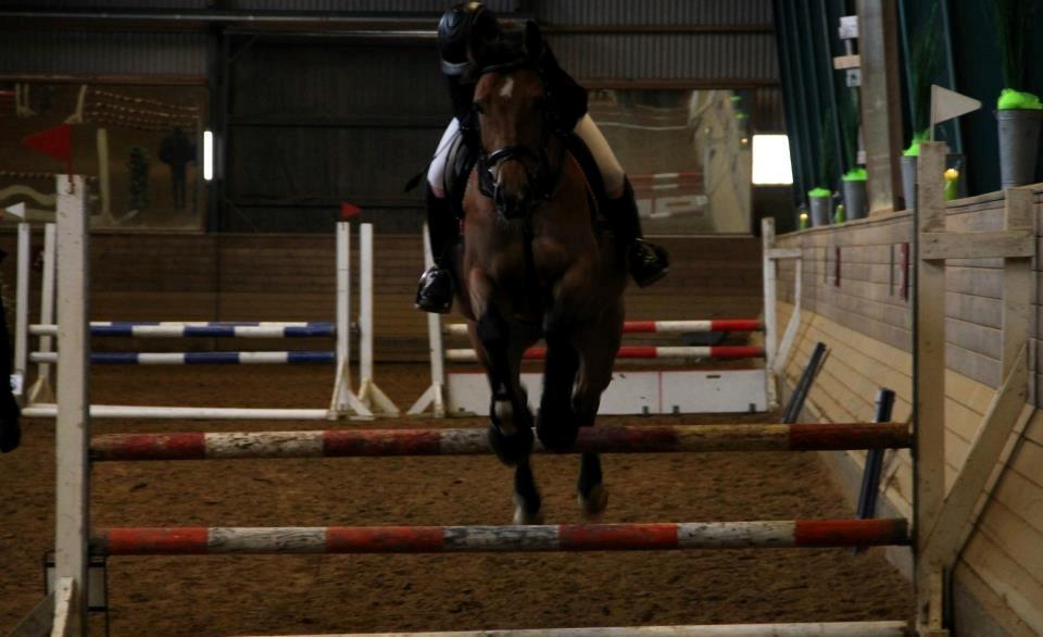 Anden særlig race Santina - stævne i billund (2013) billede 16