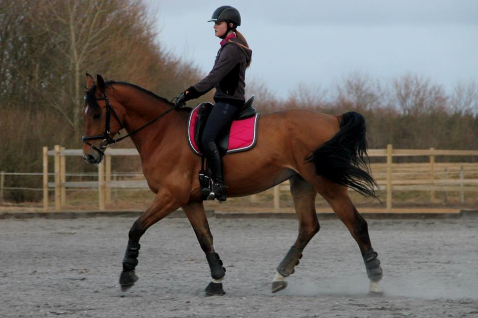 Anden særlig race Santina - dressur træning, (sket en del siden dette billed) (2013) billede 17