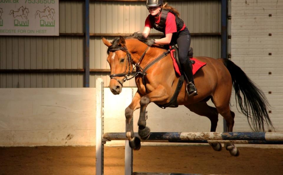 Anden særlig race Santina - Springtræning (2013) billede 2