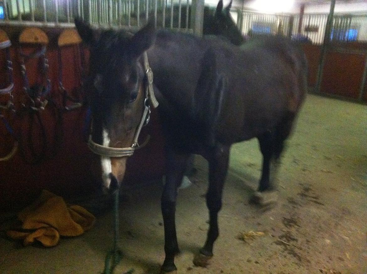 Fuldblod (XX) Miss Idaho billede 10