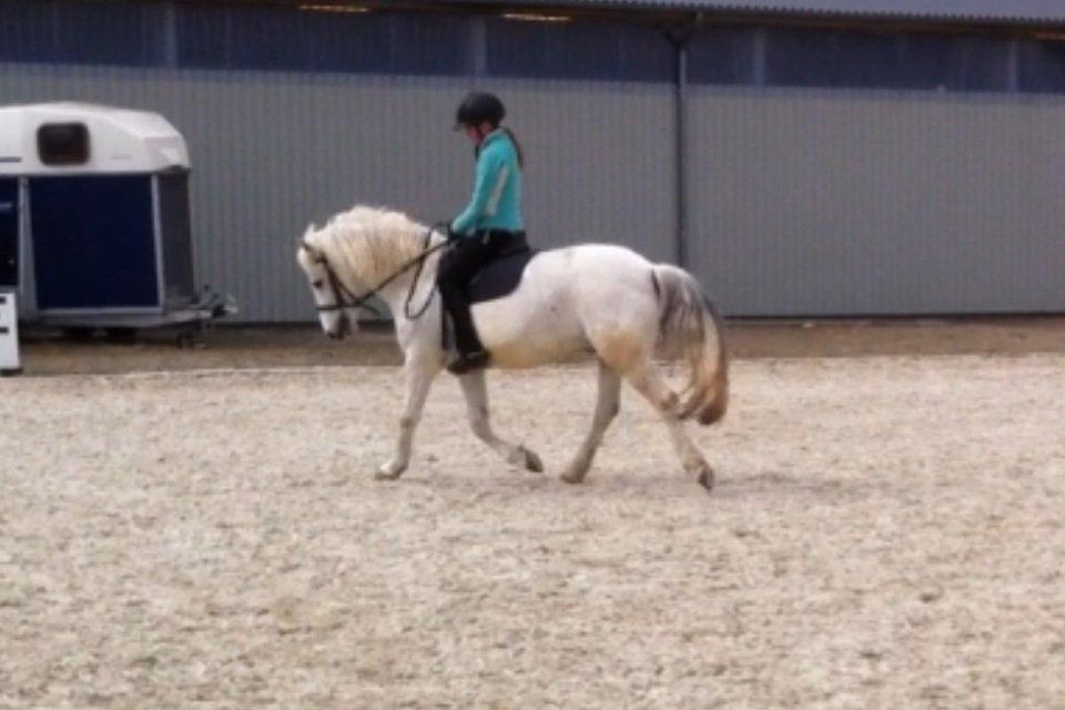 Anden særlig race Cornelius billede 10