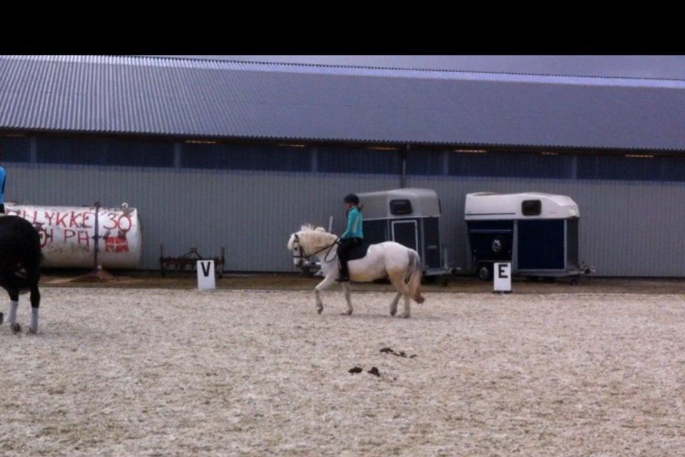 Anden særlig race Cornelius billede 11