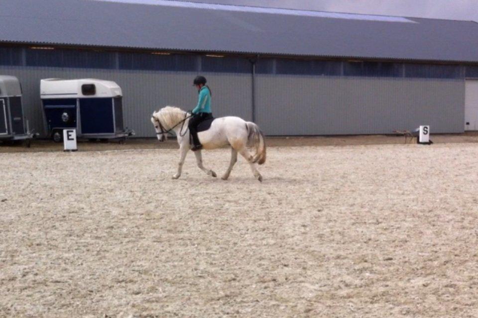 Anden særlig race Cornelius billede 12