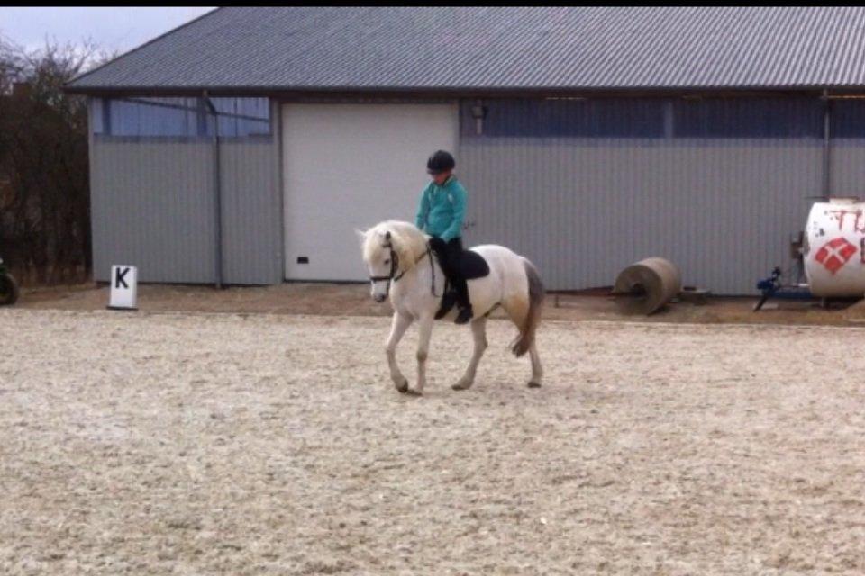 Anden særlig race Cornelius billede 13