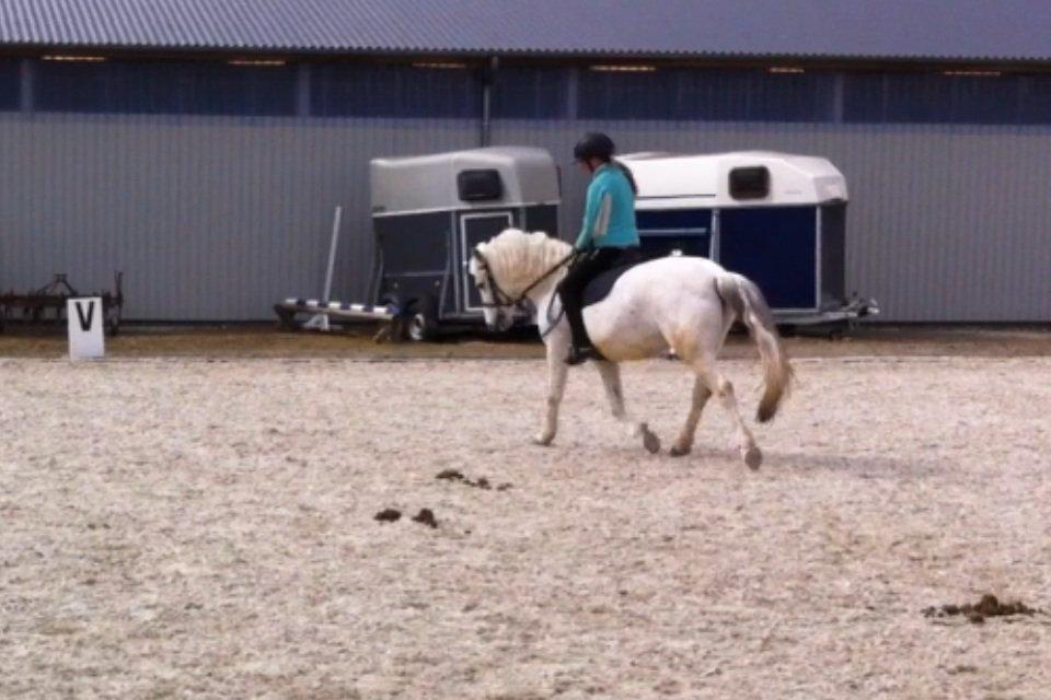 Anden særlig race Cornelius billede 14