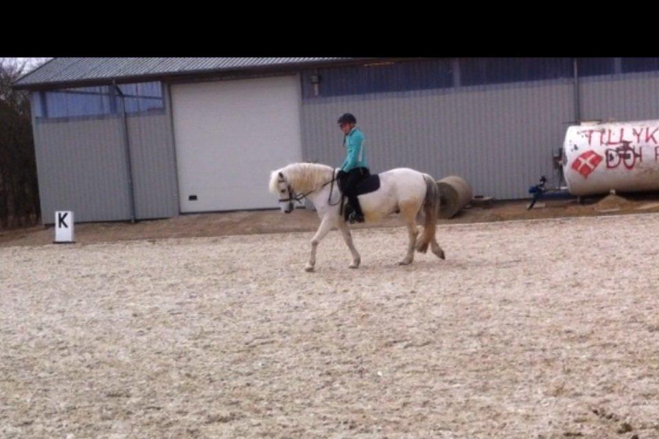 Anden særlig race Cornelius billede 15