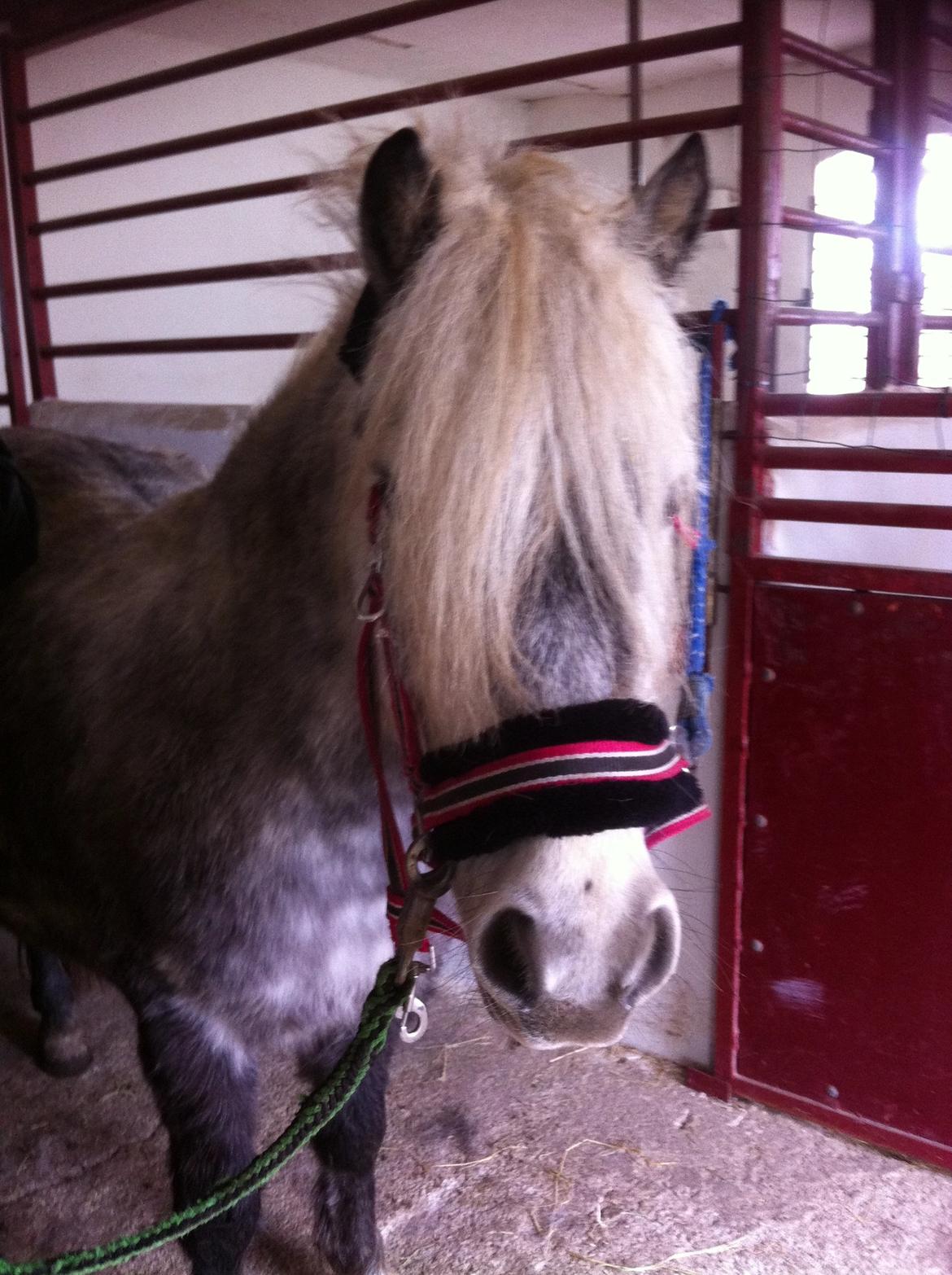 Anden særlig race Fiona billede 11