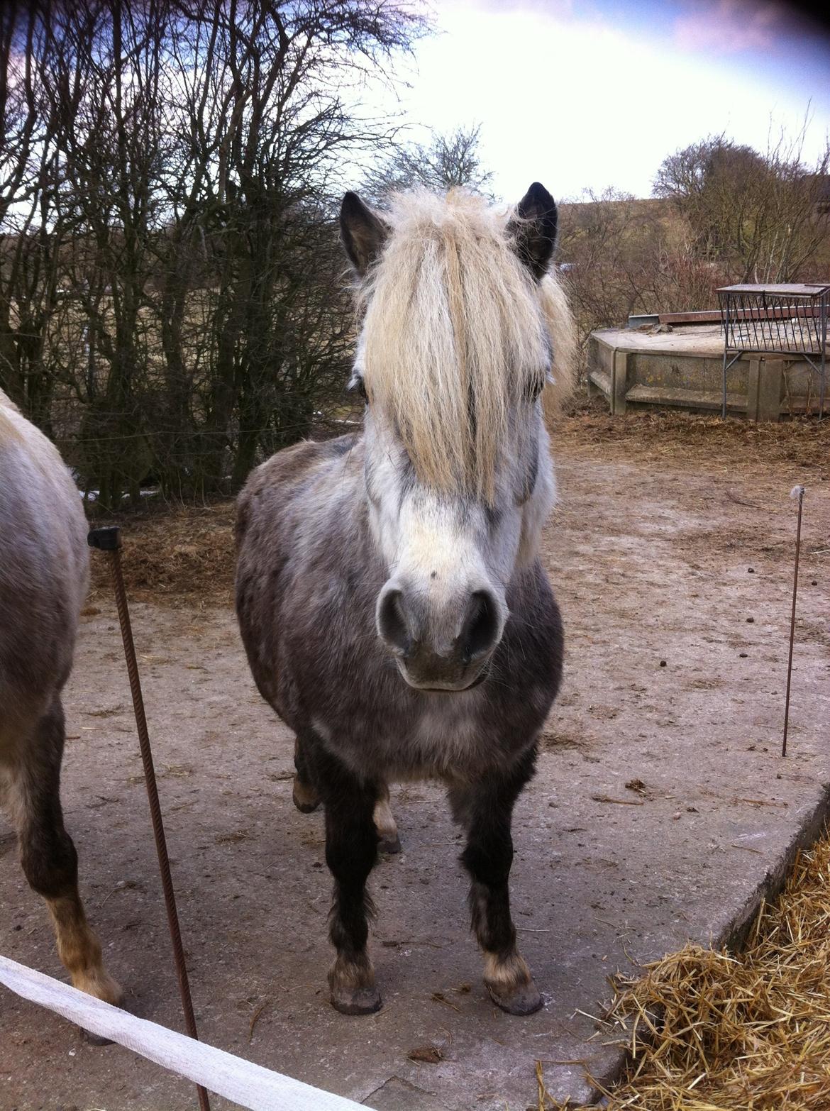 Anden særlig race Fiona billede 12