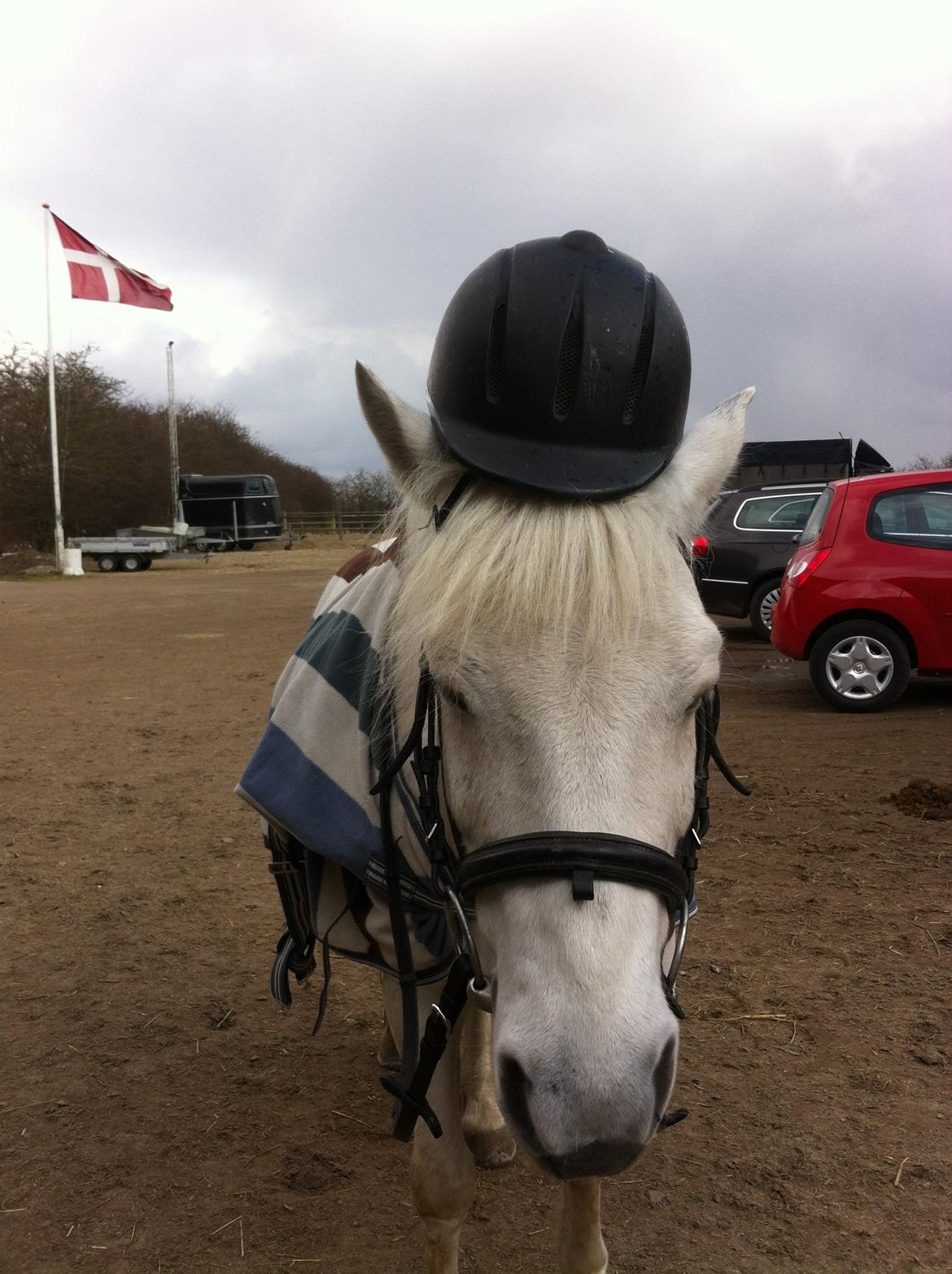 Anden særlig race Cornelius billede 18