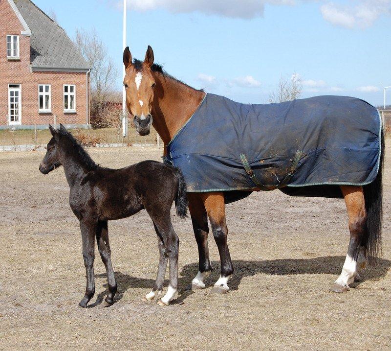 Oldenborg Amour´s Tamala - Tamala 1 mdr billede 4