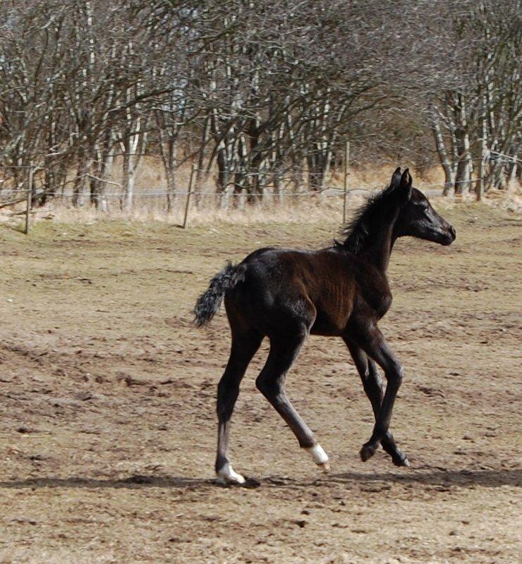 Oldenborg Amour´s Tamala - Tamala 1 mdr billede 7