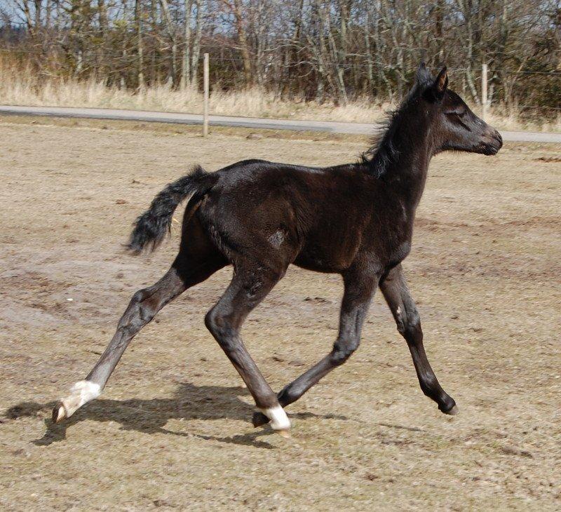 Oldenborg Amour´s Tamala - Tamala 1 mdr billede 9