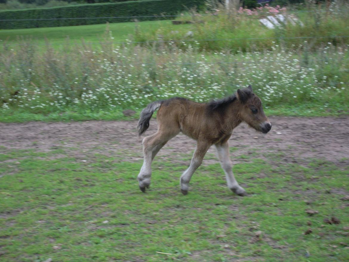 Shetlænder Mickey billede 17