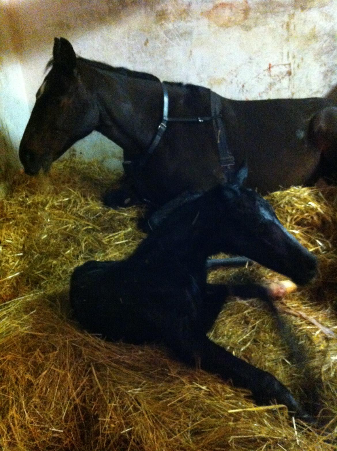 Oldenborg Amour´s Tamala - Tamala få min gammel billede 14