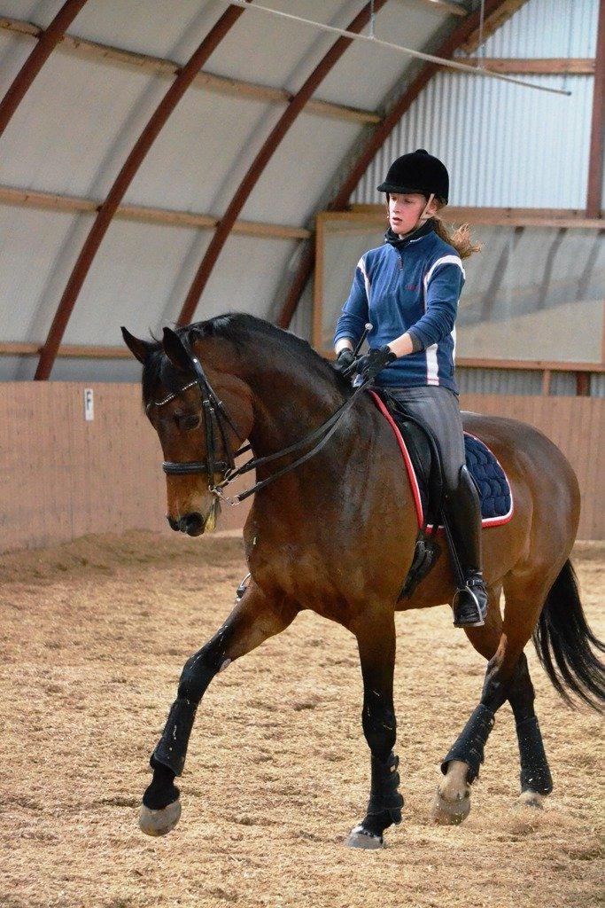 Dansk Varmblod Corina (Steffie) billede 14