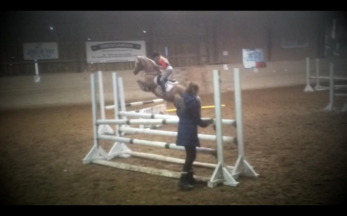 Tysk Sportspony Mühlenhofs Lambada (låne pony) billede 6