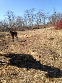 Anden særlig race Surprise Me<3 billede 1