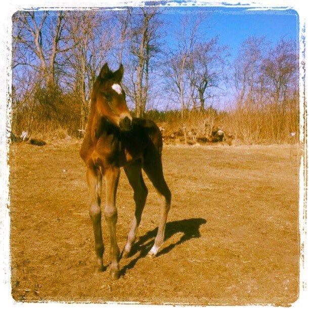 Anden særlig race Surprise Me<3 billede 2