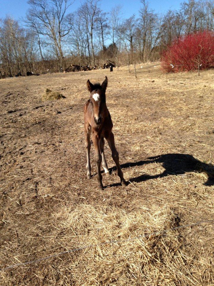 Anden særlig race Surprise Me<3 billede 3